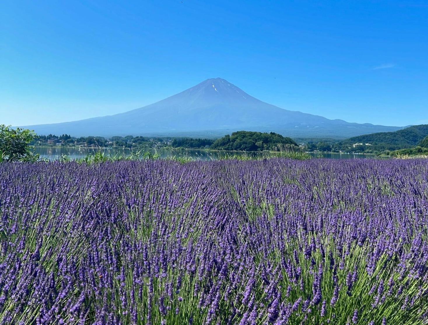 Fuji Fumoto Forest Hotspring ふもとの森温泉 Fujikawaguchiko Buitenkant foto